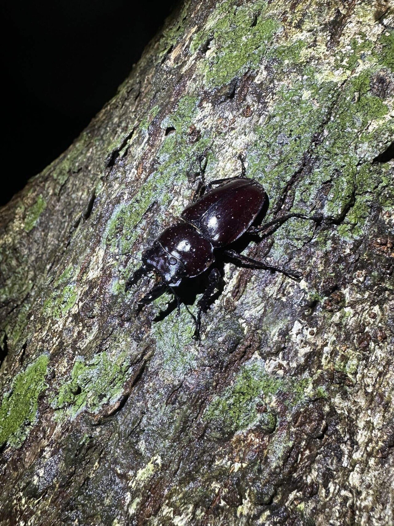 特大】【石垣島】ヤエヤママルバネクワガタ特大64㎜ クワガタを求めて