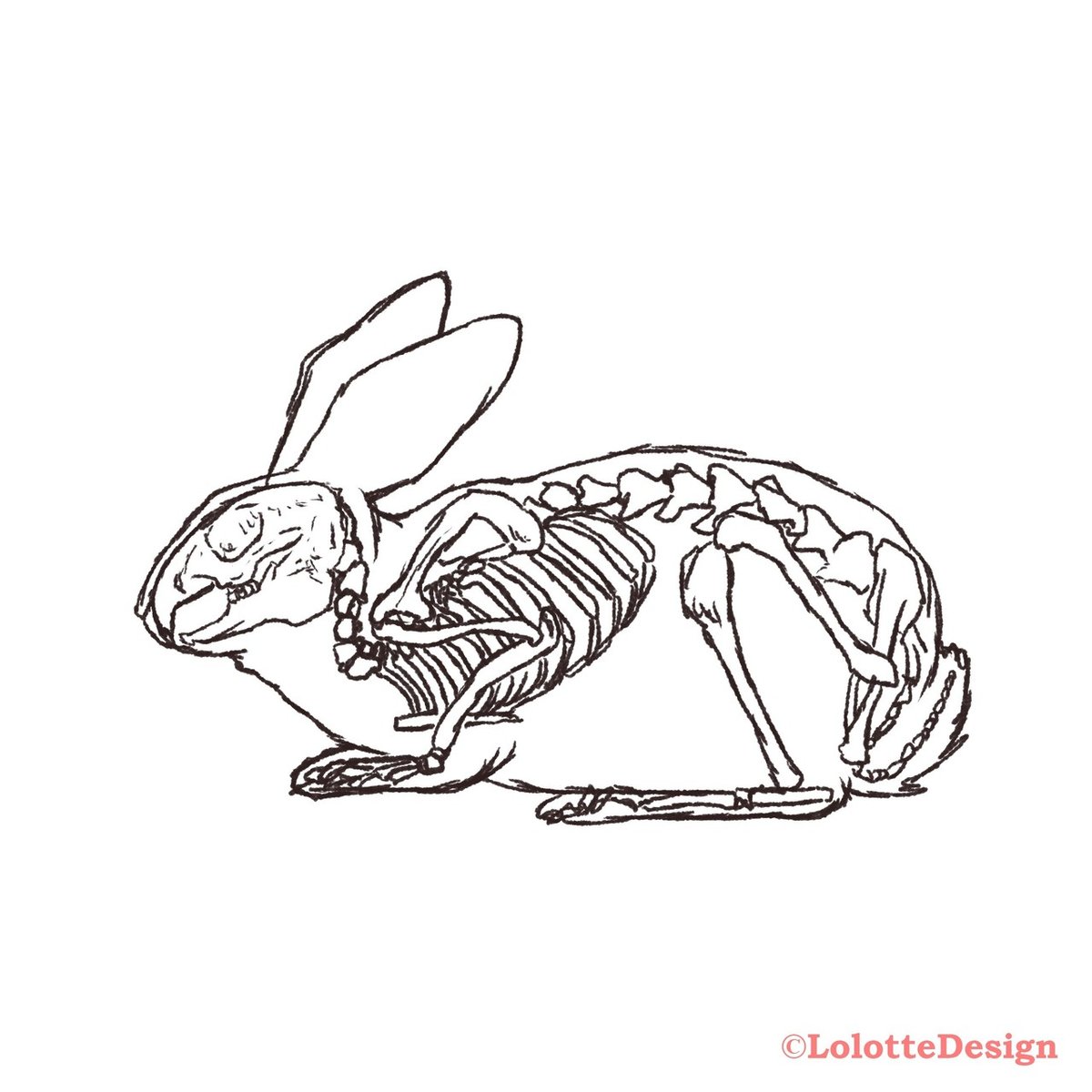 動物研究図鑑 うさぎvol,1】[note0030]｜RYo（うさぎイラスト・Designer） 