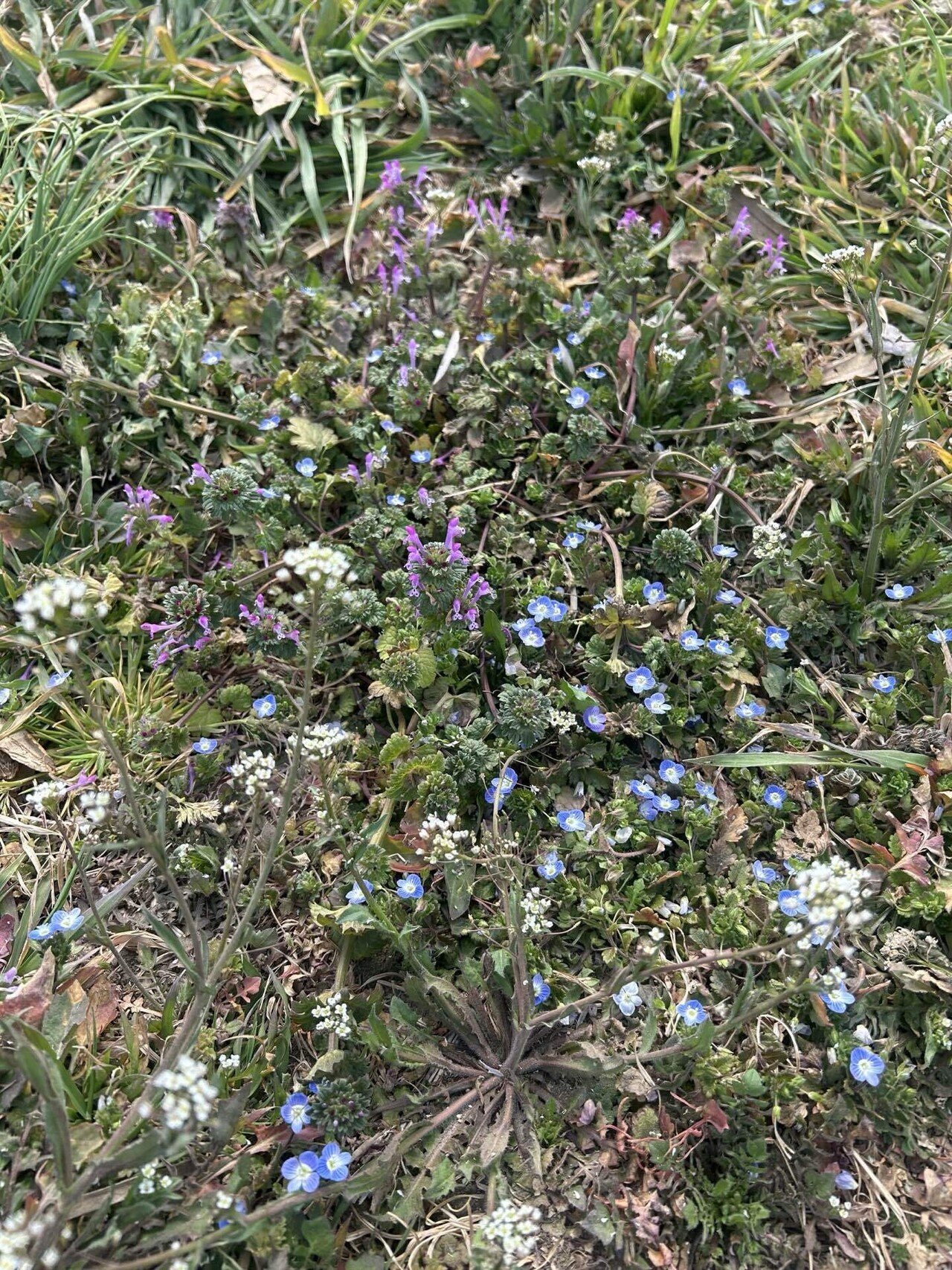 疲れた日にChatGPTと語った、河原の雑草の話｜Red clover| 50代お