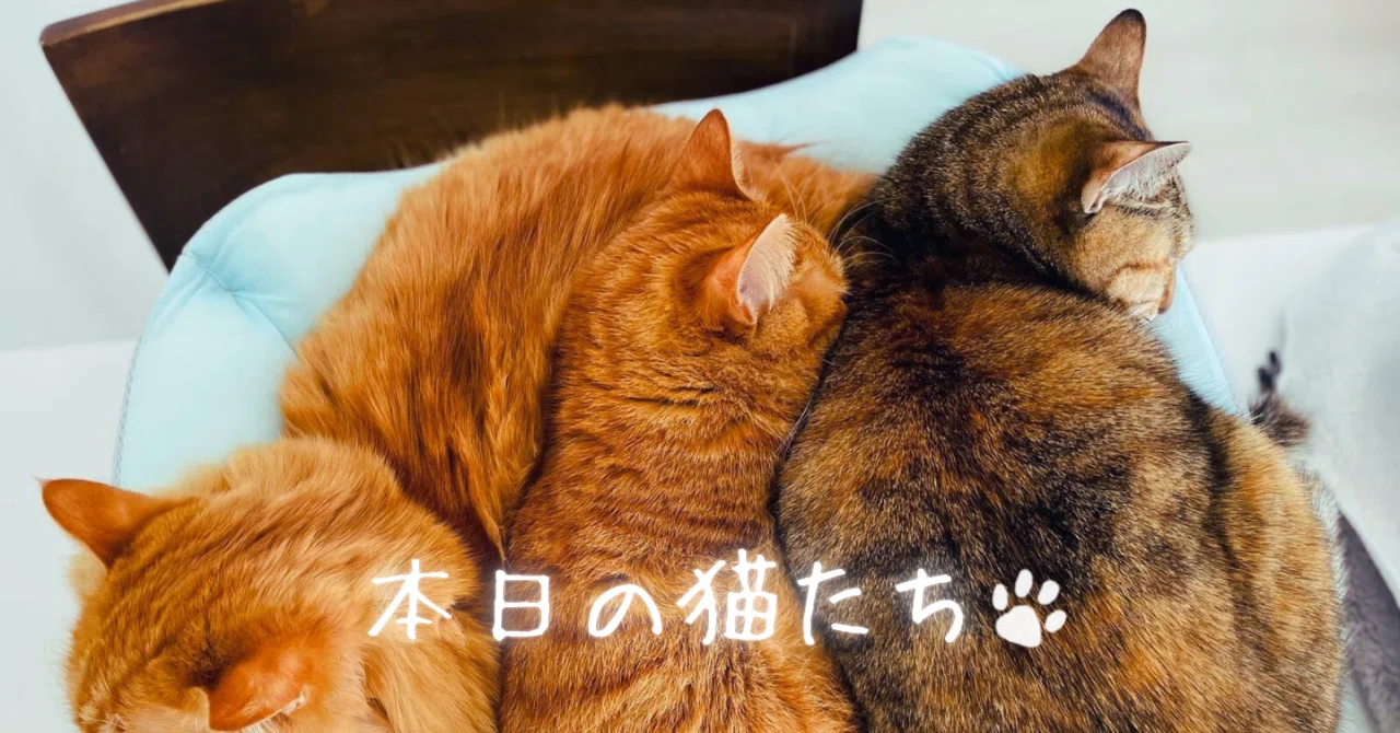 本日の猫たち #475（新入りと対面、4日目）｜MIU