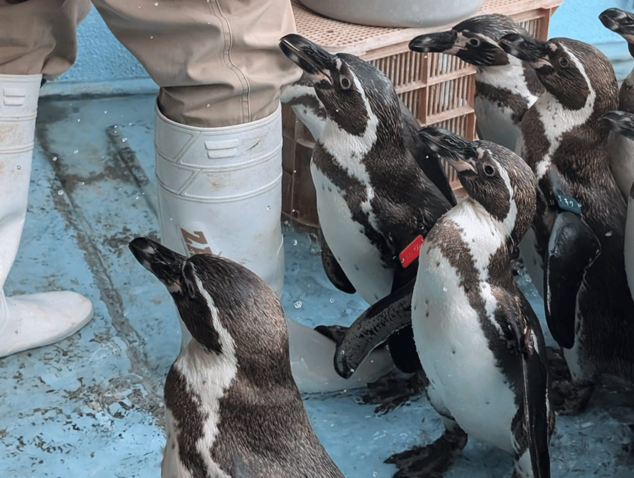 ペンギン担当がよくとる体勢の話|桂浜水族館 公式 ペンギン担当がよくとる体勢の話|桂浜水族館 公式