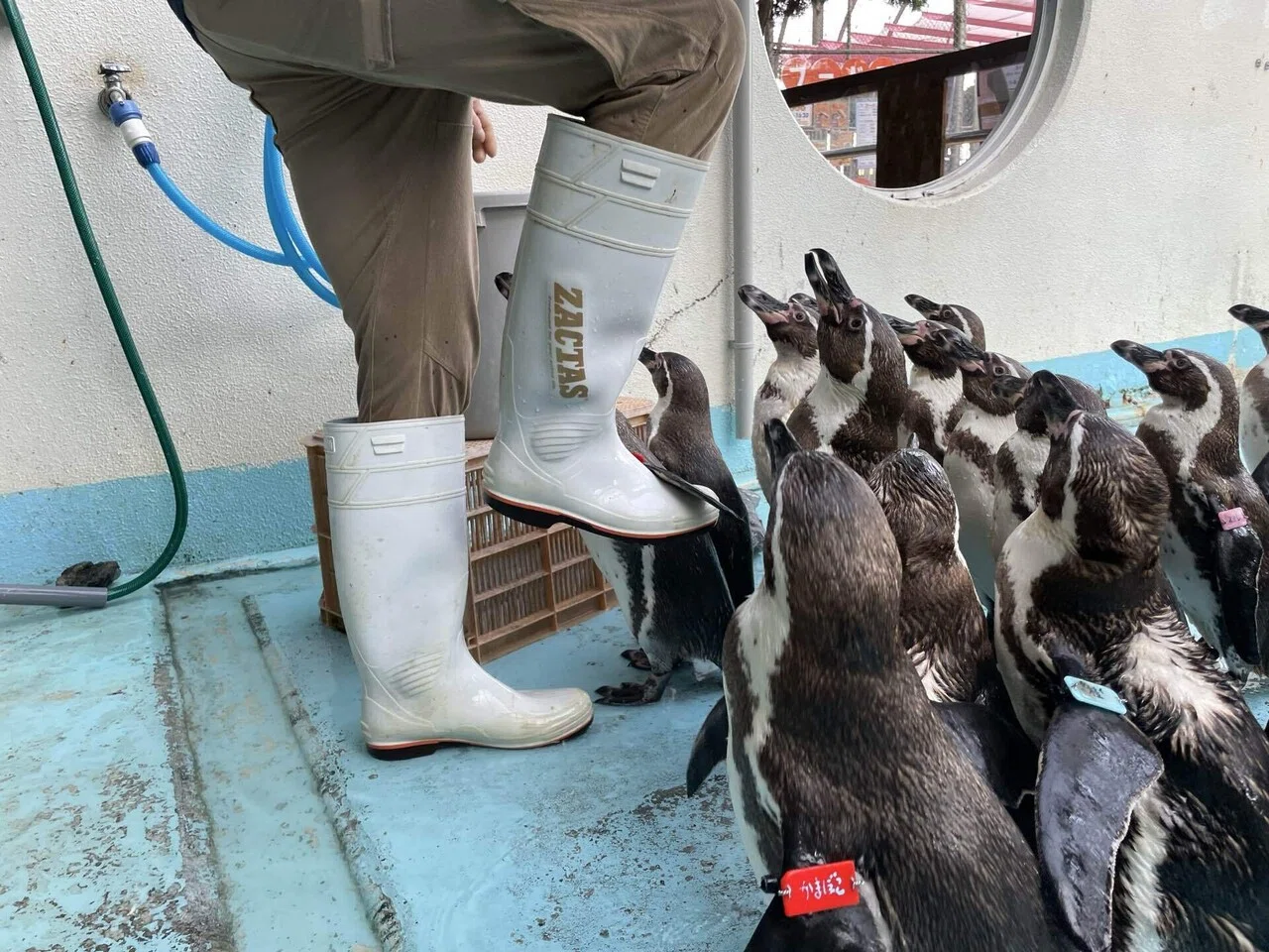 ペンギン担当がよくとる体勢の話｜桂浜水族館 公式