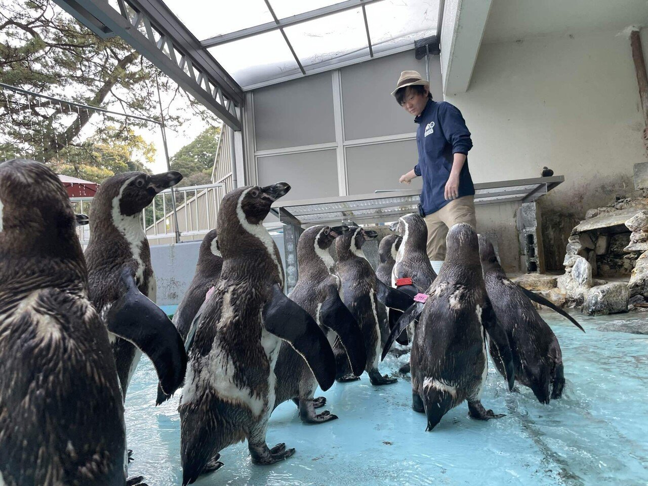 ペンギン担当がよくとる体勢の話｜桂浜水族館 公式