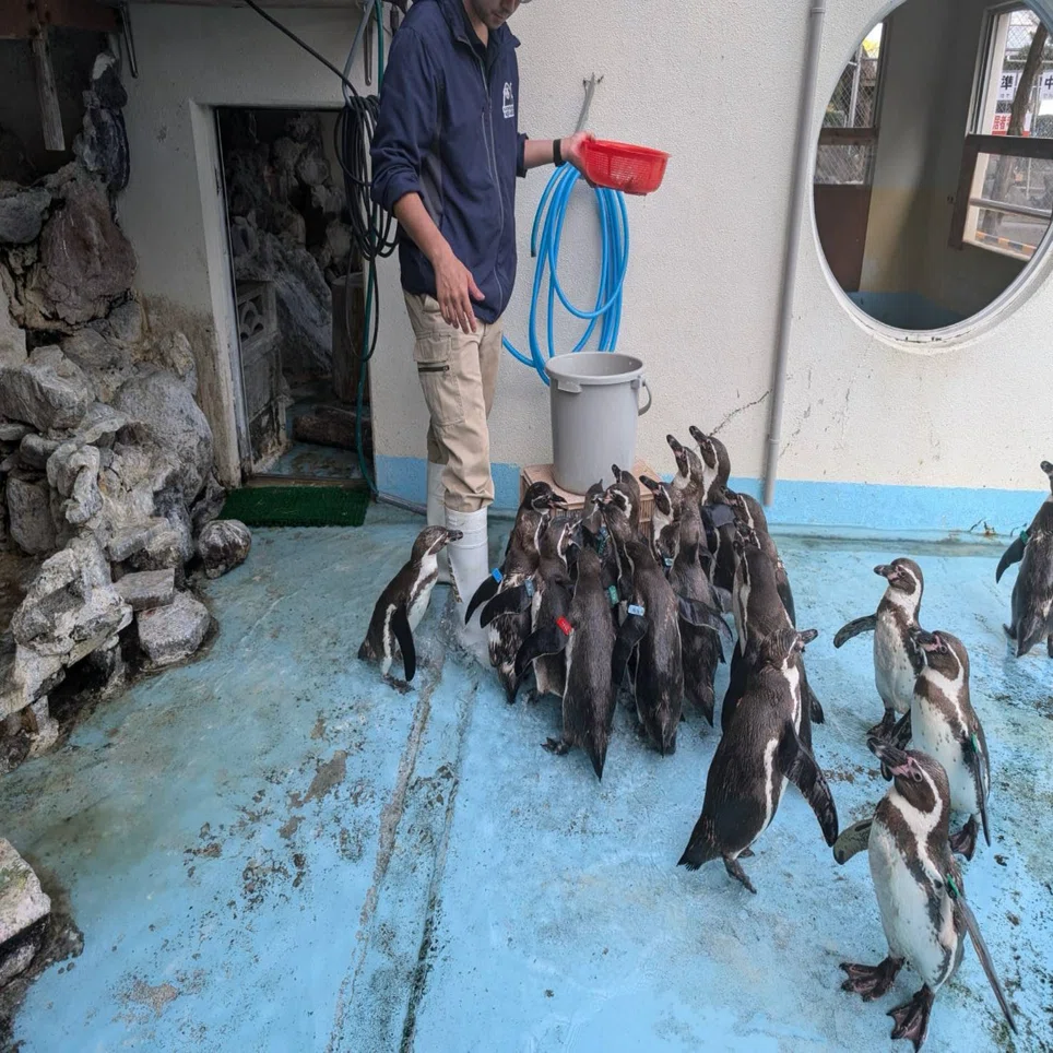 ペンギン担当がよくとる体勢の話｜桂浜水族館 公式