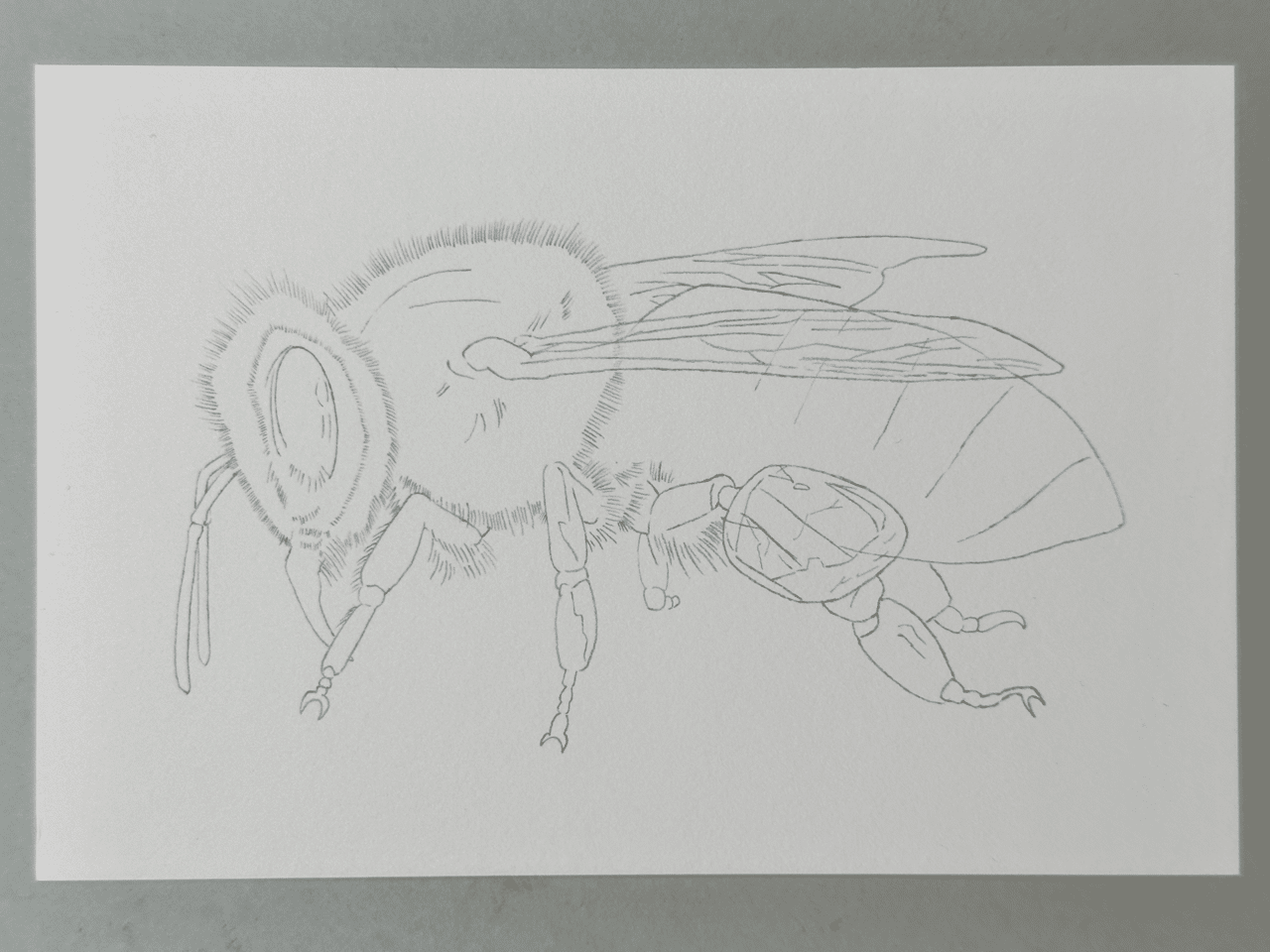 武豊鉛筆画 アート解放区 人形町