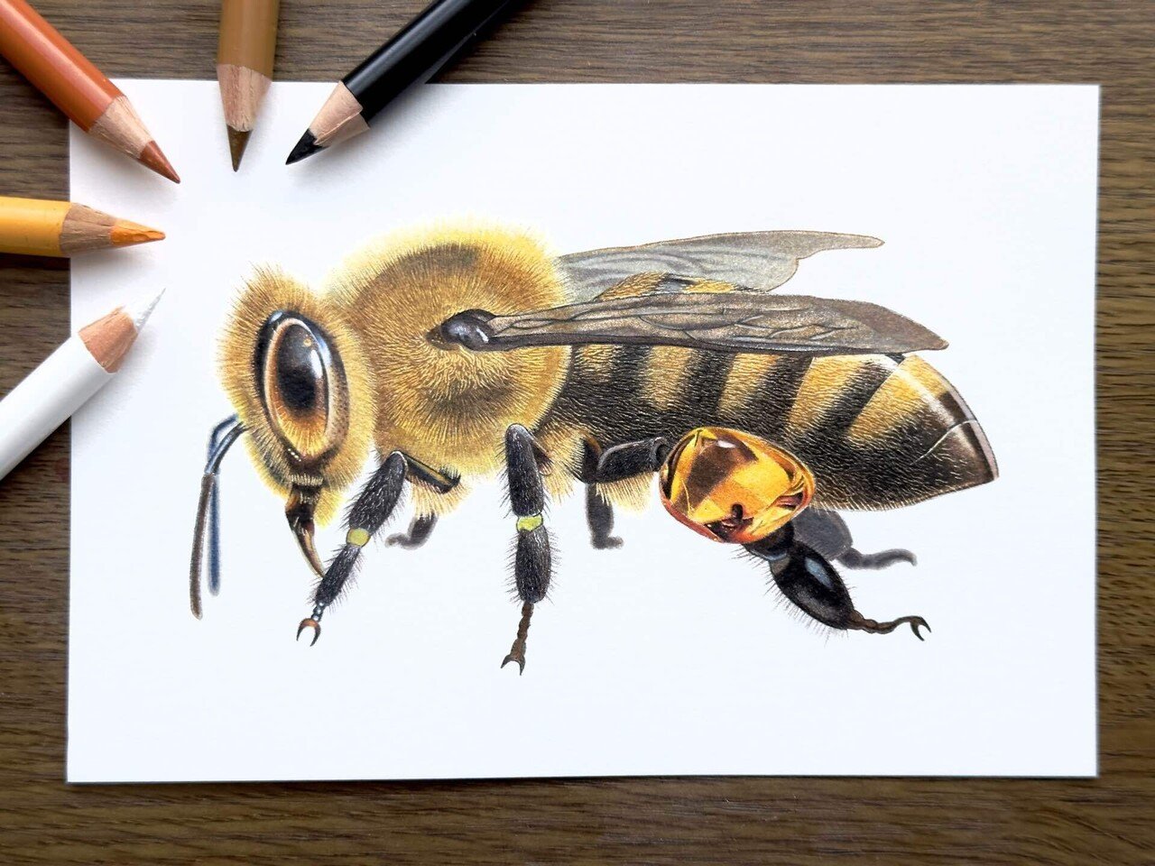 色鉛筆で描きました！｜安部祐一朗 Yuichiro Abe