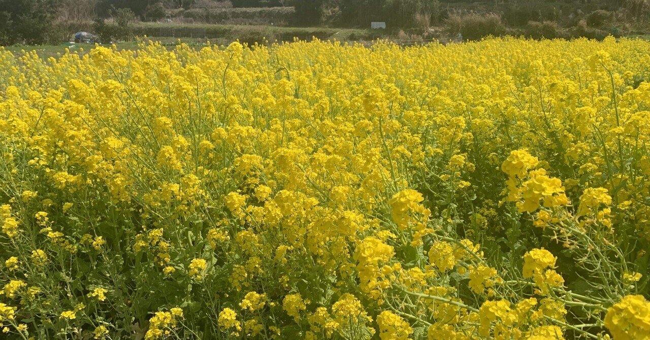 蒸籠蒸し料理でダイエットに成功!|癒しの波動ヒーリングK