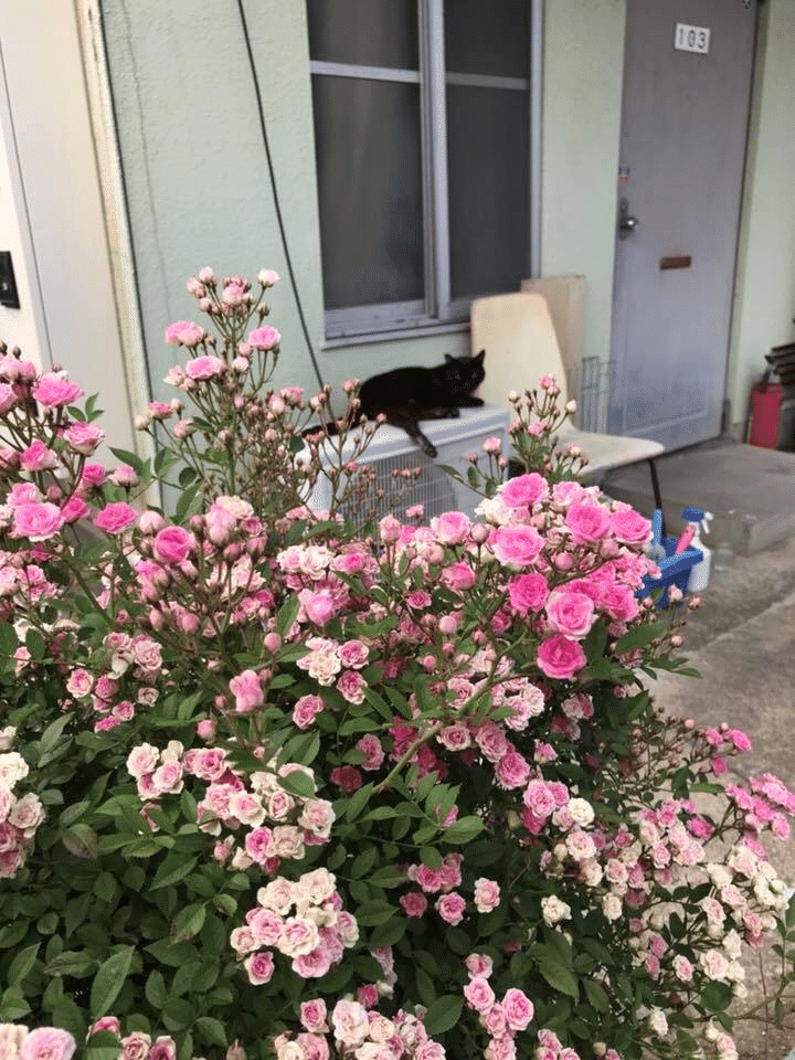 花と黒猫。