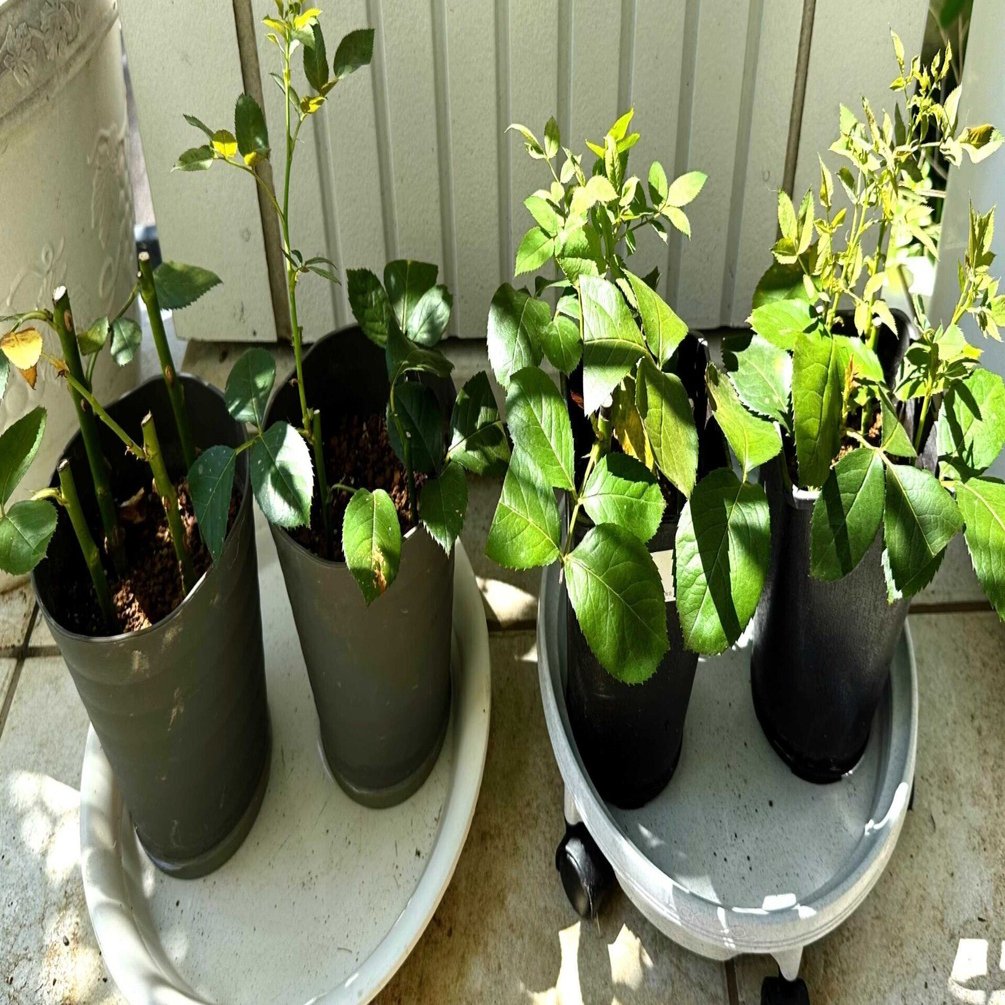 バラ苗　3苗　挿し木 9 人気品種 バラ苗 バラ挿し木苗 ◎初心者 - メルカリ