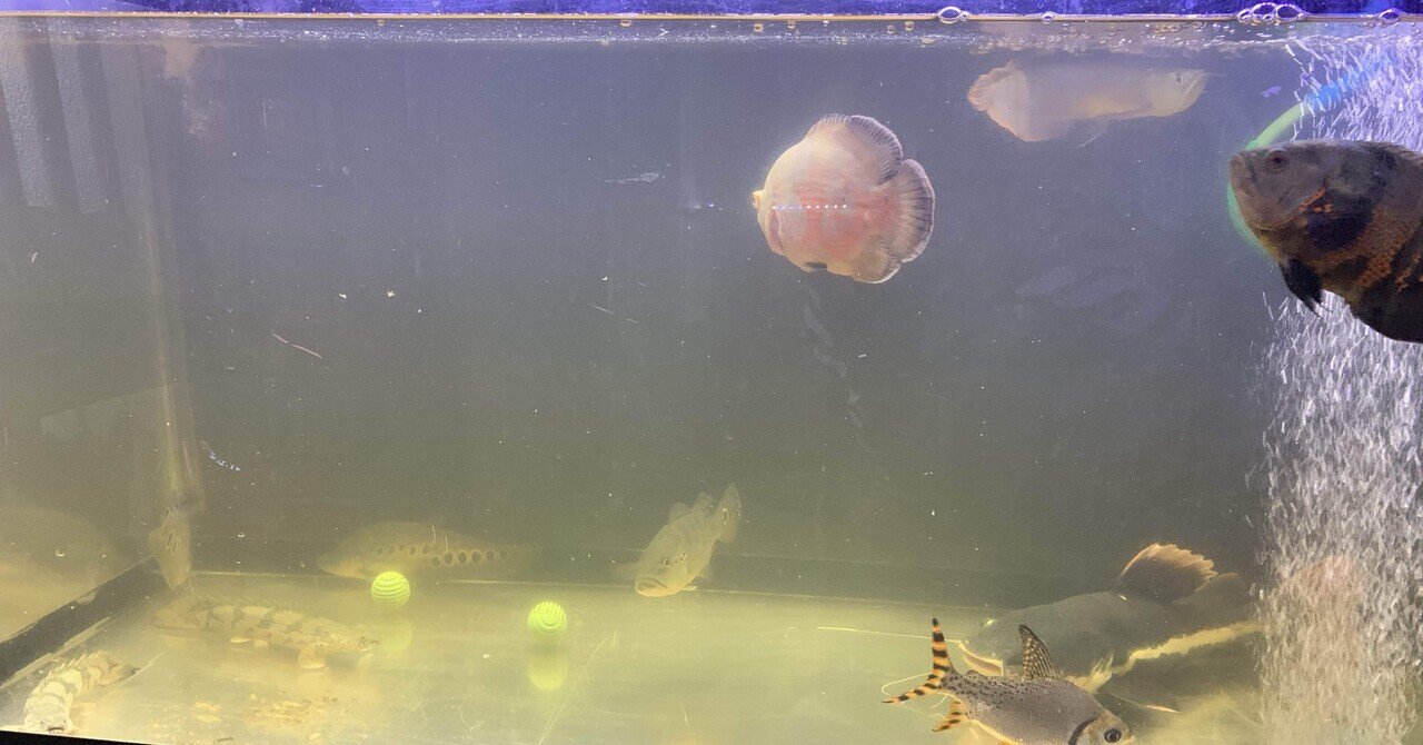 2025年最新】Yahoo!オークション -アロワナ(観賞魚)の中古品