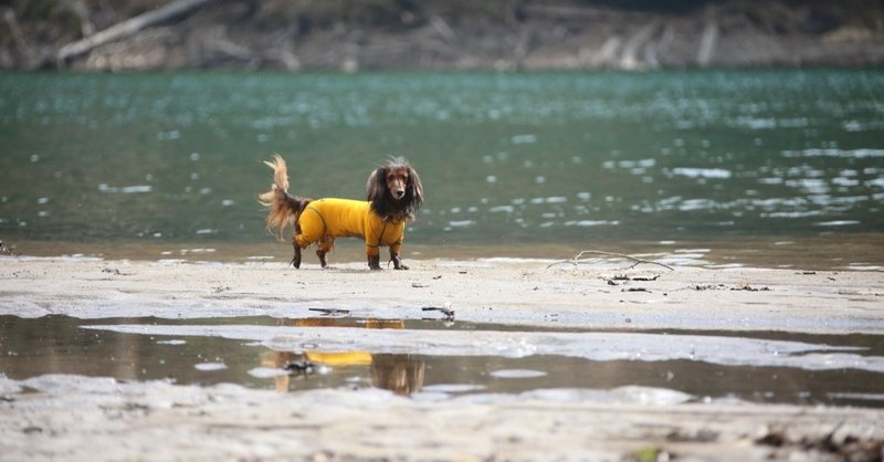 考える犬になるために 高野 縁 たかのゆかり Note 考える犬になるために 高野 縁 たかのゆかり Note