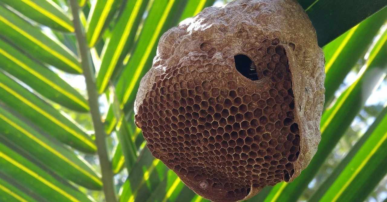 ミツバチ対スズメバチ 強いのはどっち 雑学好きのうつ病元公務員 Note