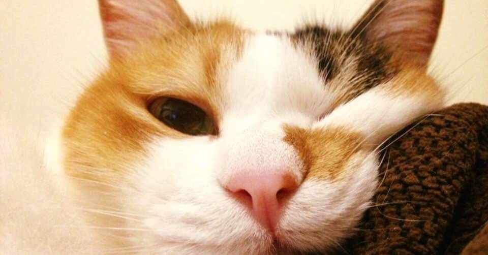 猫を飼うことをオススメしない理由 林めぐみ Note