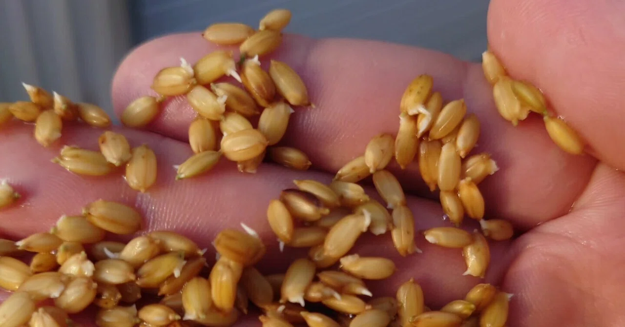 Notice of the 13th Year Noujou Rice Sowing Experience｜農家とつくる日本酒プロジェクト
