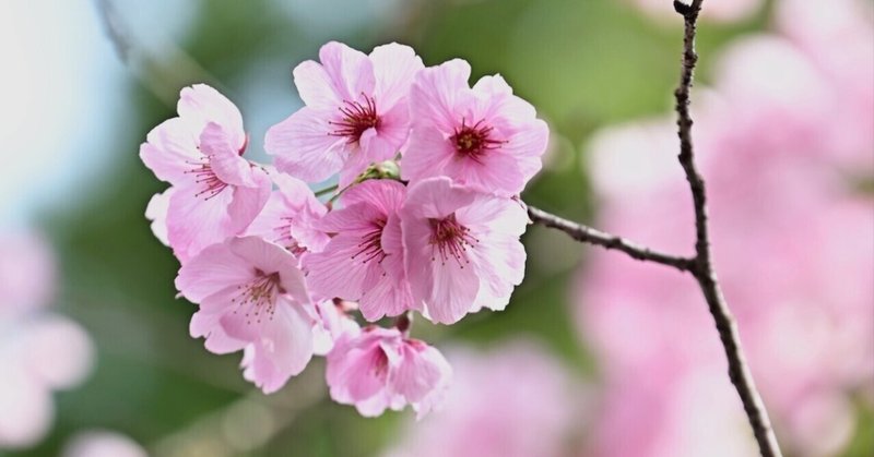 桜咲く、八景水谷公園。｜西田親生