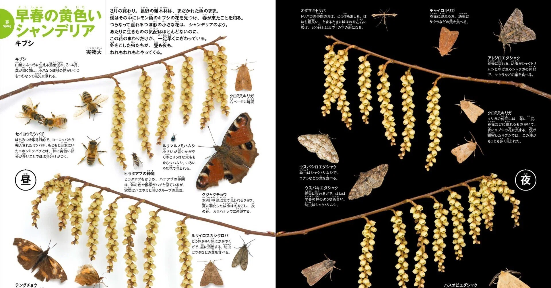 虫が賑わう花で、春の昆虫コレクション｜ヤマケイの本