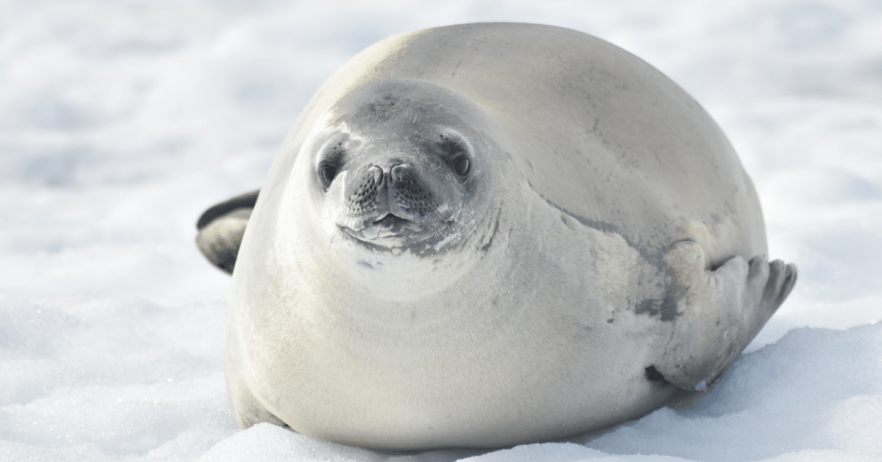 南極行ったらさすがに旅に満足をした話 辺境 Note 南極行ったらさすがに旅に満足をした話 辺境 Note