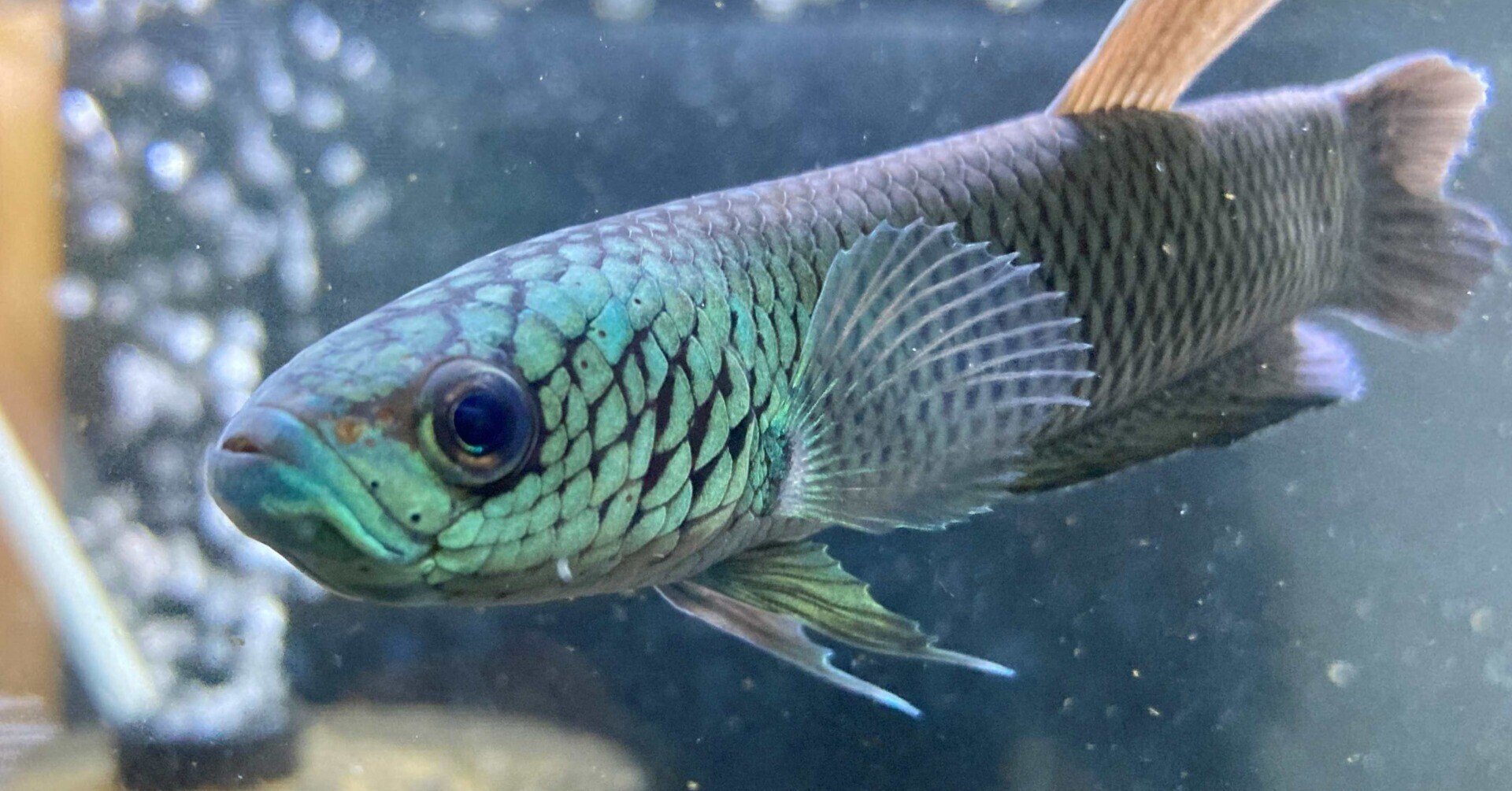 ワイルドベタの若魚 ベタ.sp.アントゥタSB ペア