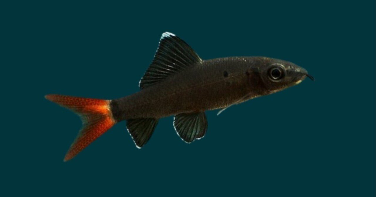 レッドテールブラックシャーク｜熱帯魚・コイの仲間｜初心者向け飼育