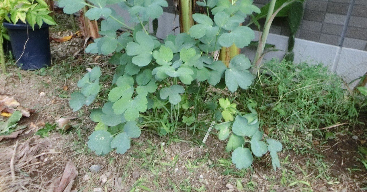 週末投稿 つれづれ有用植物 1５ セリ科 ボタンボウフウ Pingubanana Note