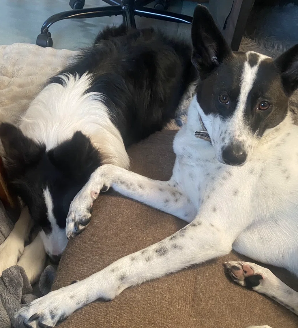 A Record of Learning and Growth from Multi-Dog Ownership｜ダンデライオン＠保護犬広め隊 ...