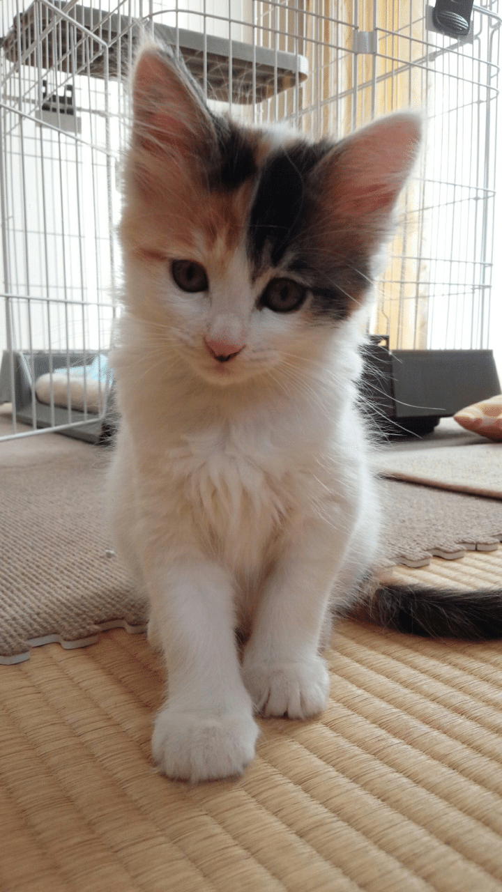 大きくなりました 三毛猫こなつ きたごう行政書士事務所 Note 大きくなりました 三毛猫こなつ きたごう行政書士事務所 Note