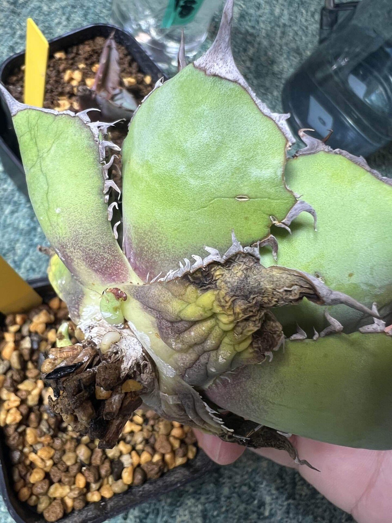 アガベ沼に落ちた話21「水やり頻度と用土配合」｜mare_agave