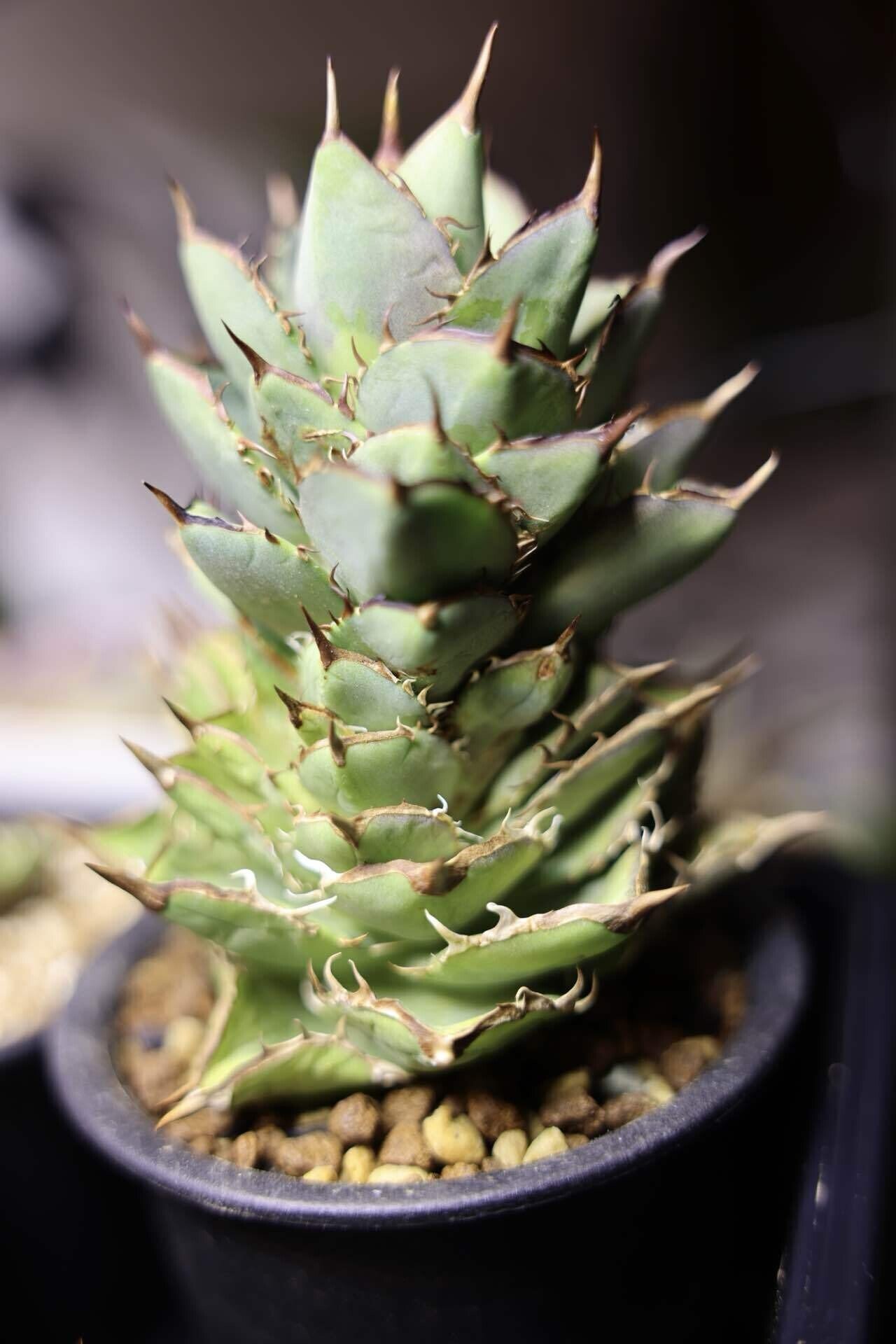 アガベ沼に落ちた話21「水やり頻度と用土配合」｜mare_agave