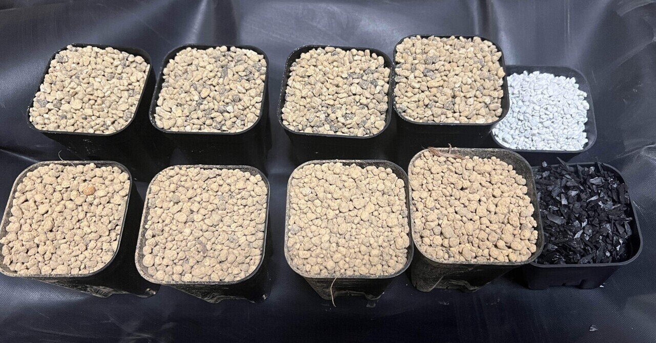 アガベ沼に落ちた話21「水やり頻度と用土配合」｜mare_agave