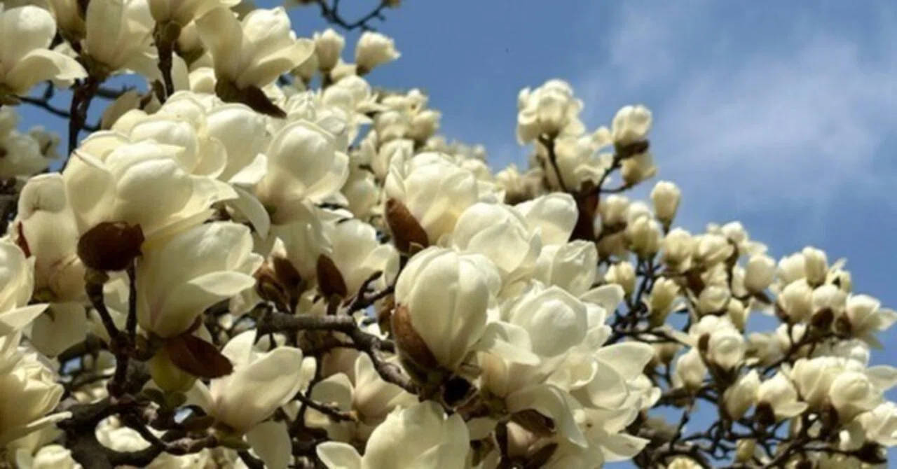 花言葉】白木蓮（ハクモクレン）Magnolia denudata｜璃桜（りおう