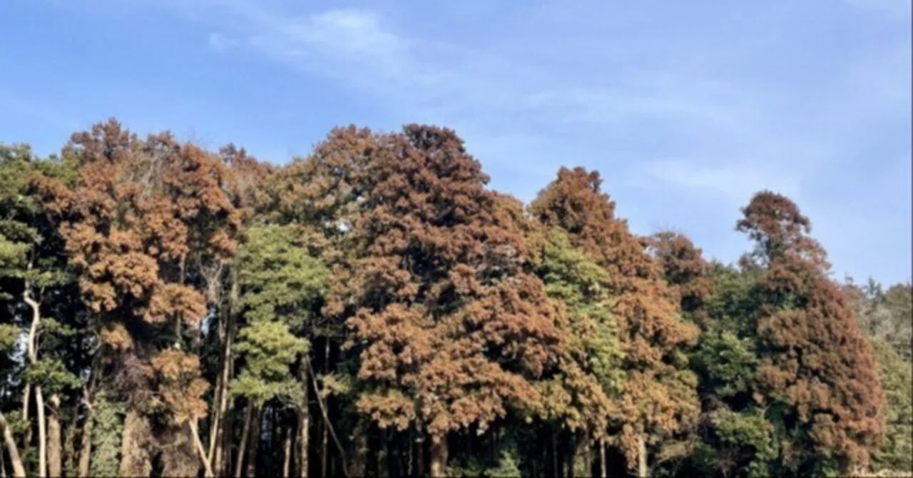 [CAST@NET Vol. 009] What is the surprising relationship between pollen ...