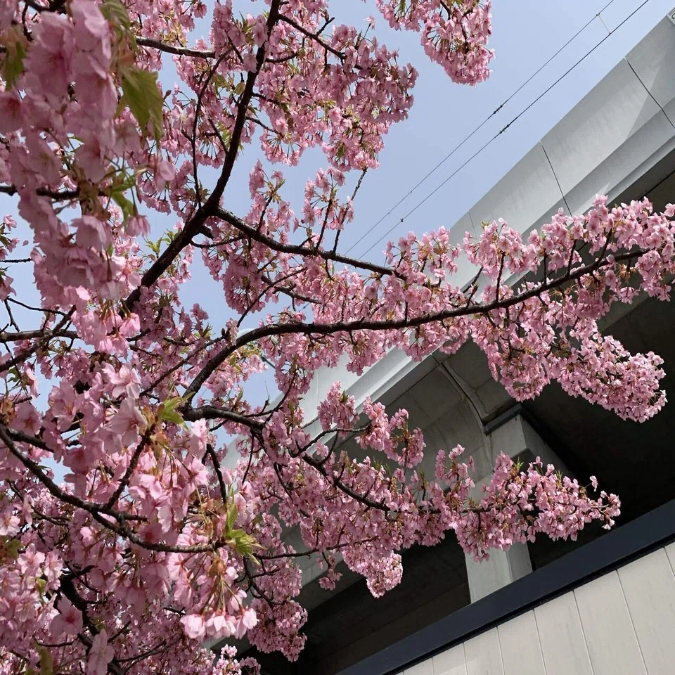 京都の淀が、濃い桜色に染まる季節｜にぐまっち【転勤族妻 キャリア 