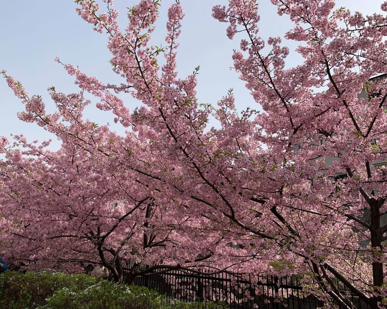 京都の淀が、濃い桜色に染まる季節｜にぐまっち【転機をエッセイに