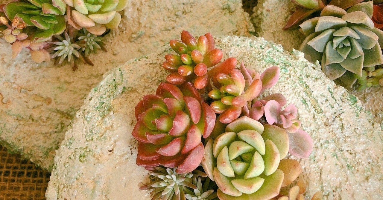モルタル造形の鉢に植える Mardy多肉 Note モルタル造形の鉢に植える Mardy多肉 Note