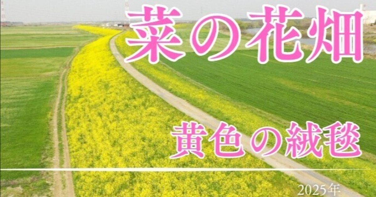 菜の花🌼真っ盛り4kmつづく黄色の絨毯　茨城、埼玉、千葉の県境