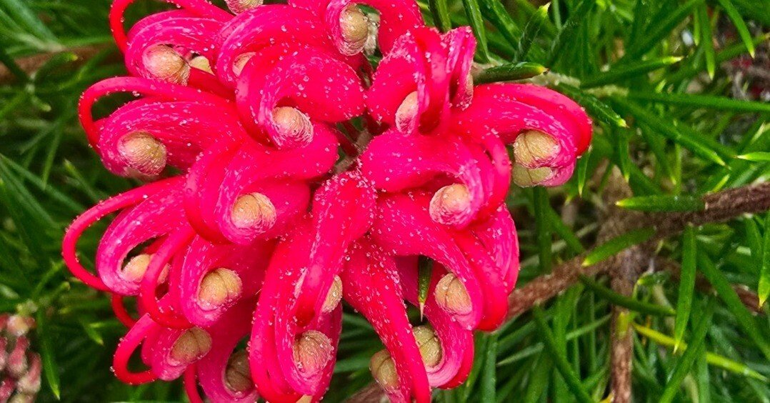 エキゾチックな真紅の花を咲かせるオージープランツ「グレビレア