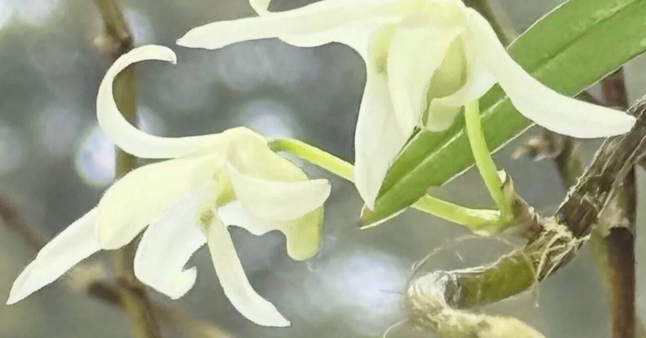 オキナワセッコク 沖縄本島北部原生の着生ラン｜EGGSEED