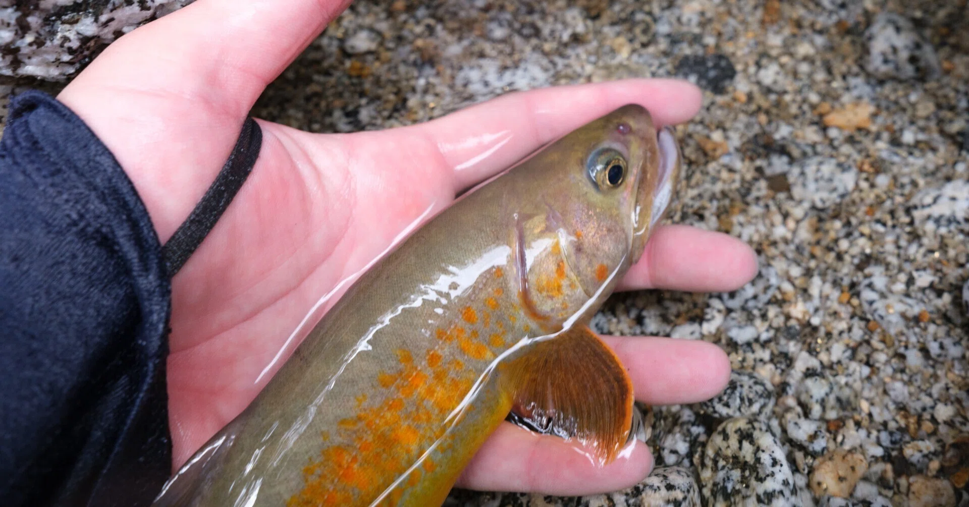 渓流釣り】中央アルプス ヤマトイワナ探訪｜山ト岩魚と