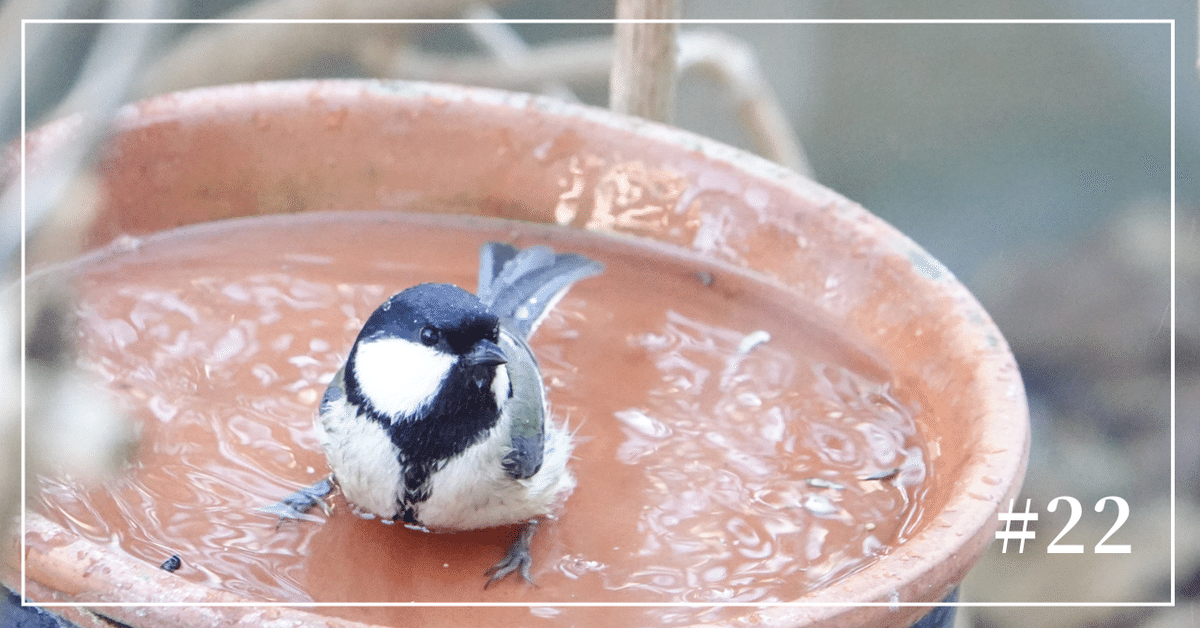 かわいい我が家のシジュウカラ＃22ー2025年3月26日（水