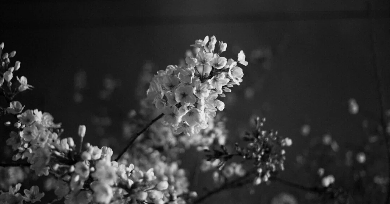 Night Cherry Blossoms Monochrome｜サトートモロー
