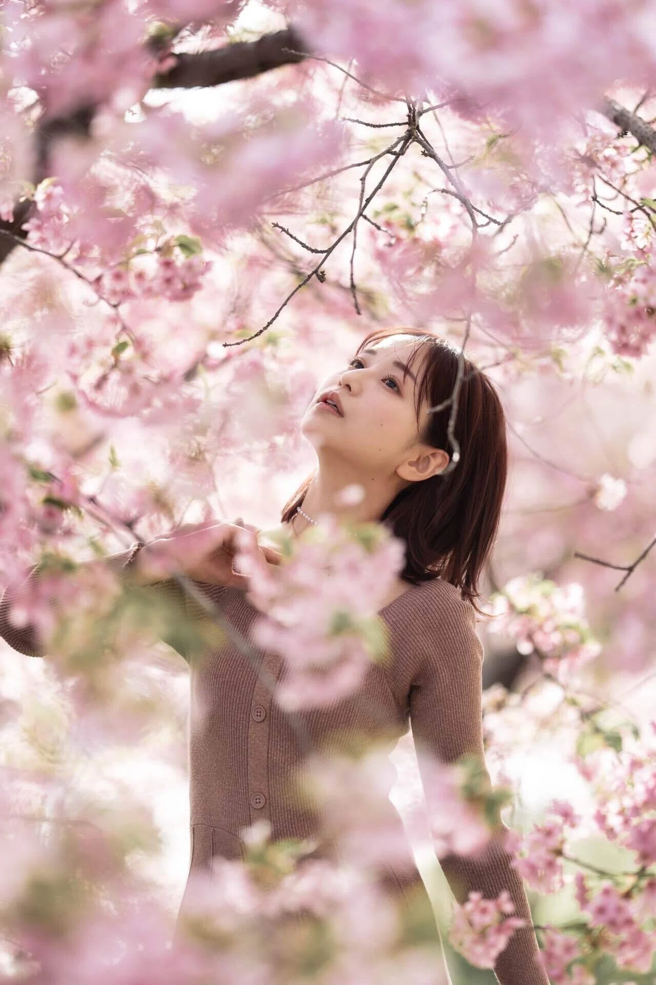 河津桜のポートレート写真集とその撮り方【メンバーシップ】｜伊坂謙