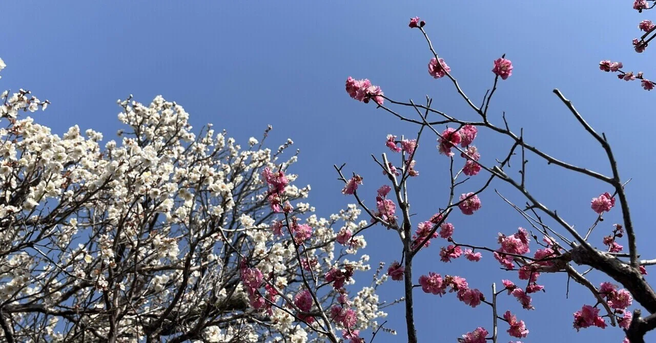 [Photo] The Change of Seasons and Children's Growth｜Rumi