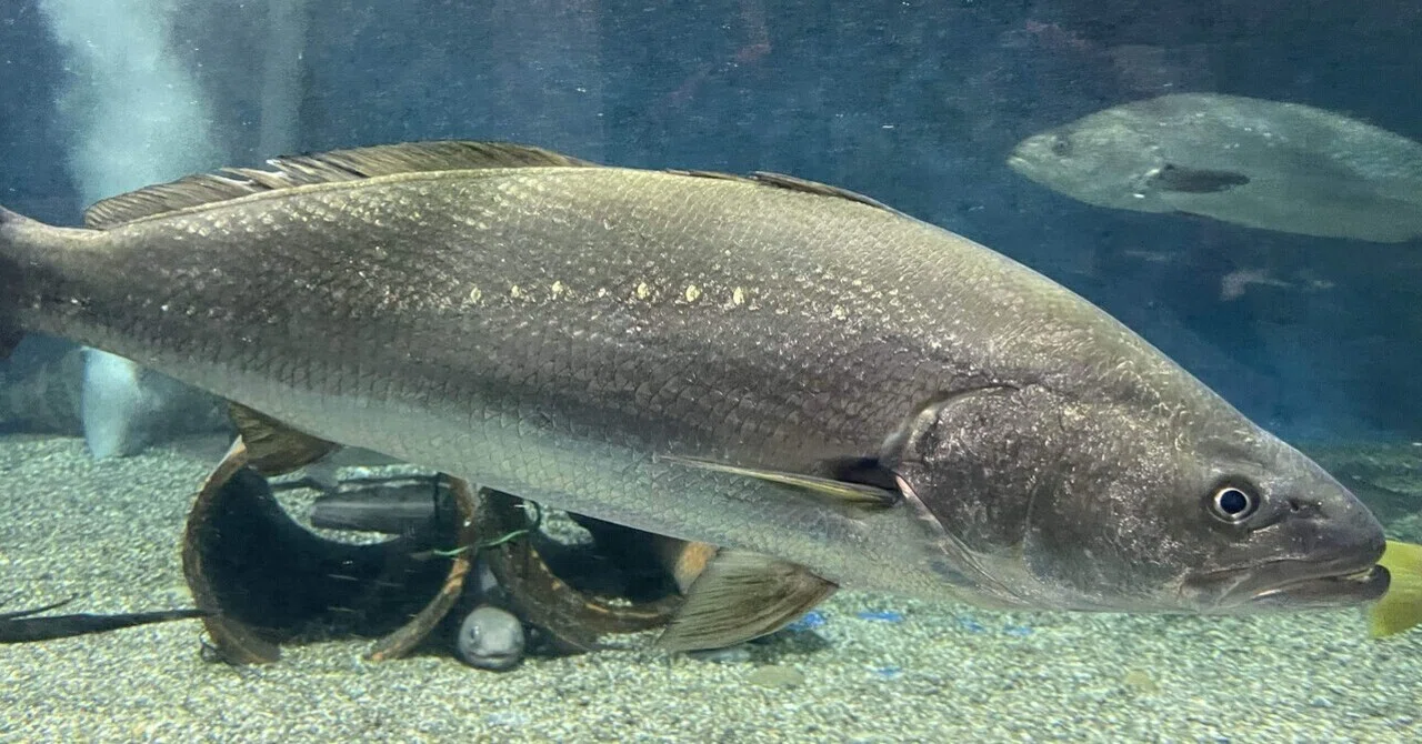 オオニベ《展示動物解説》｜桂浜水族館 公式