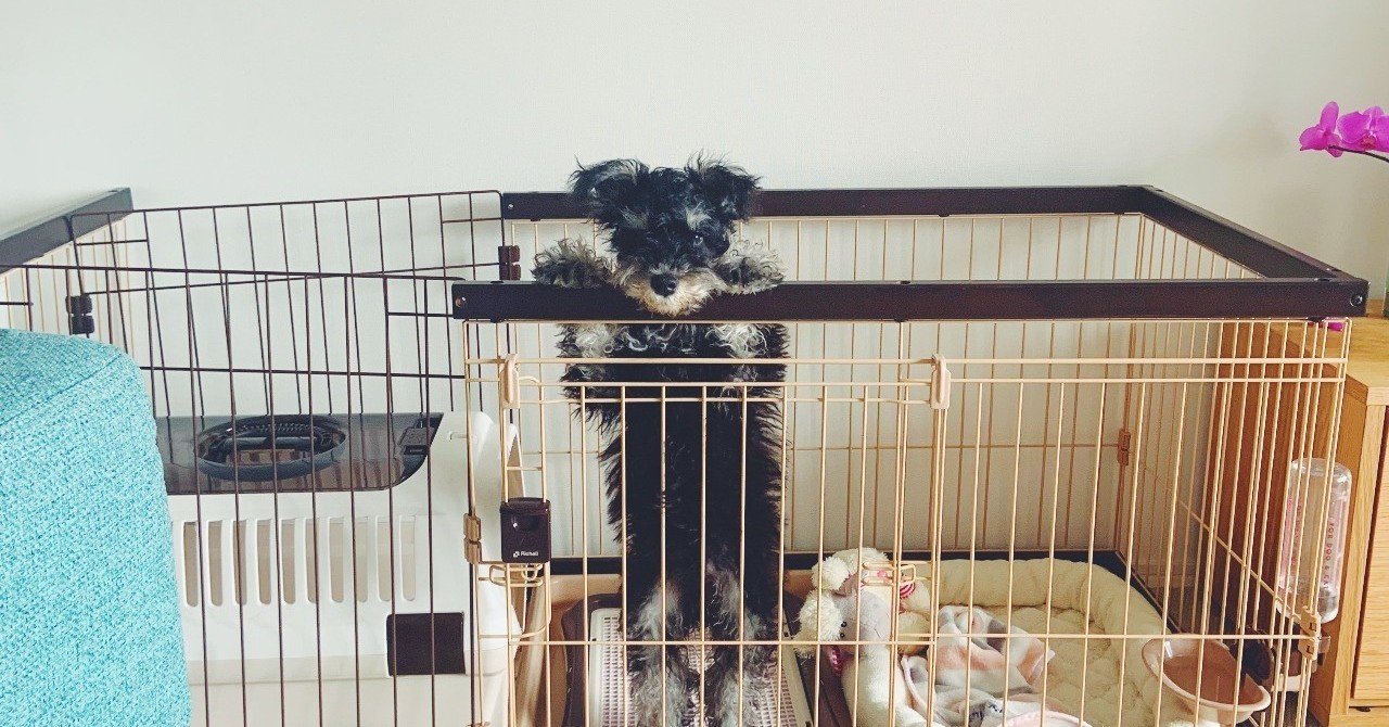 犬のお家問題 M シュナのころり 002 Azpyoon Note 犬のお家問題 M シュナのころり 002 Azpyoon Note