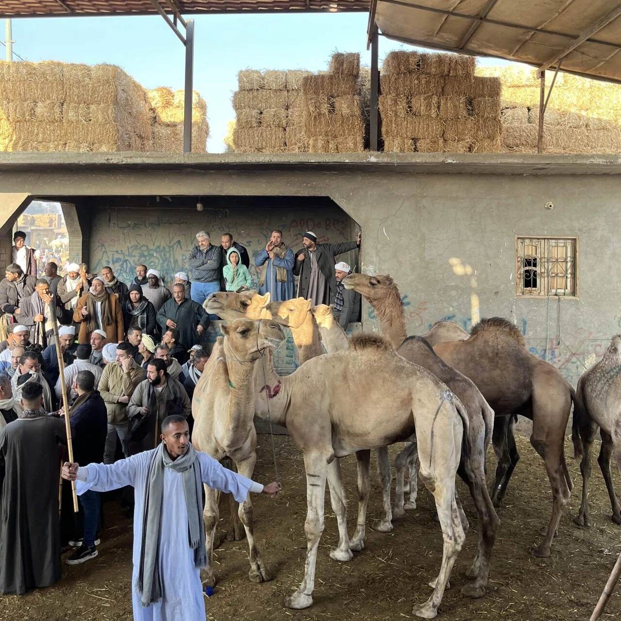 世界一のラクダ市場！【Birqash Camel Market 】ビルカシュ ラクダ市場