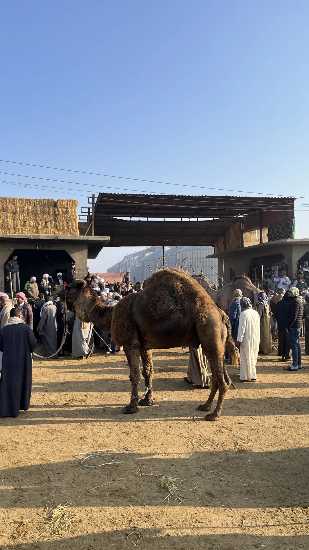 世界一のラクダ市場！【Birqash Camel Market 】ビルカシュ ラクダ市場