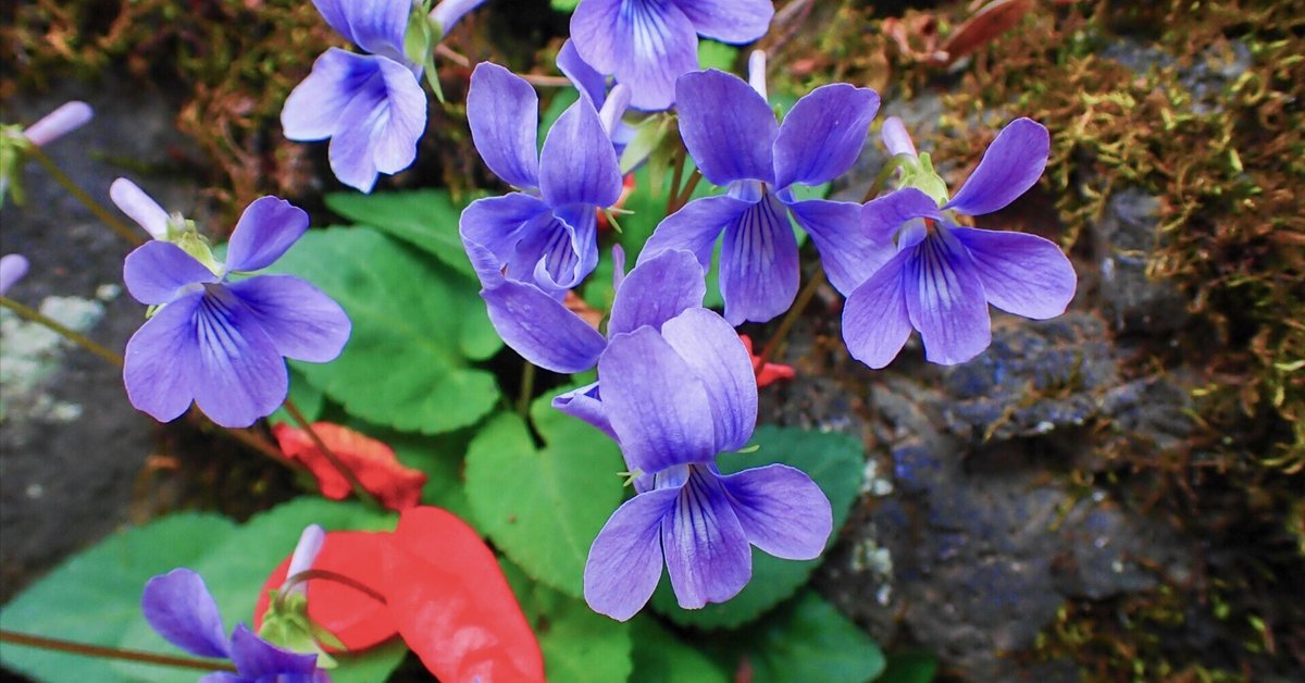 スミレの山高尾山（9） タチツボスミレ Takao, the mountain of