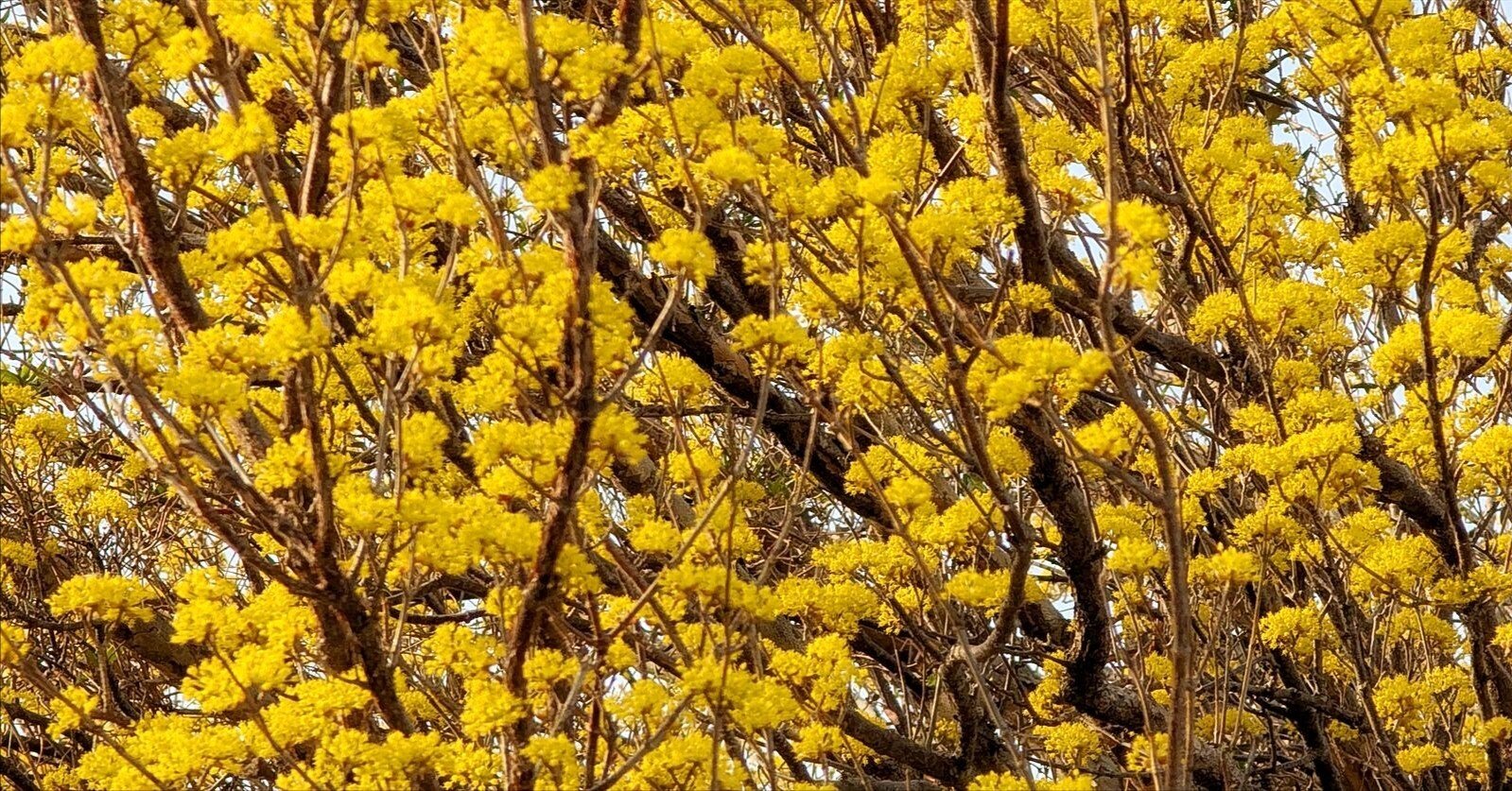 山茱萸の花｜annon