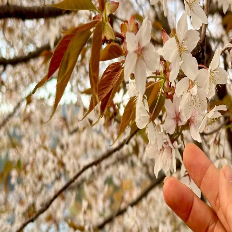 今日は＜桜の日＞温暖化と花見の今後について想像してみた｜haco