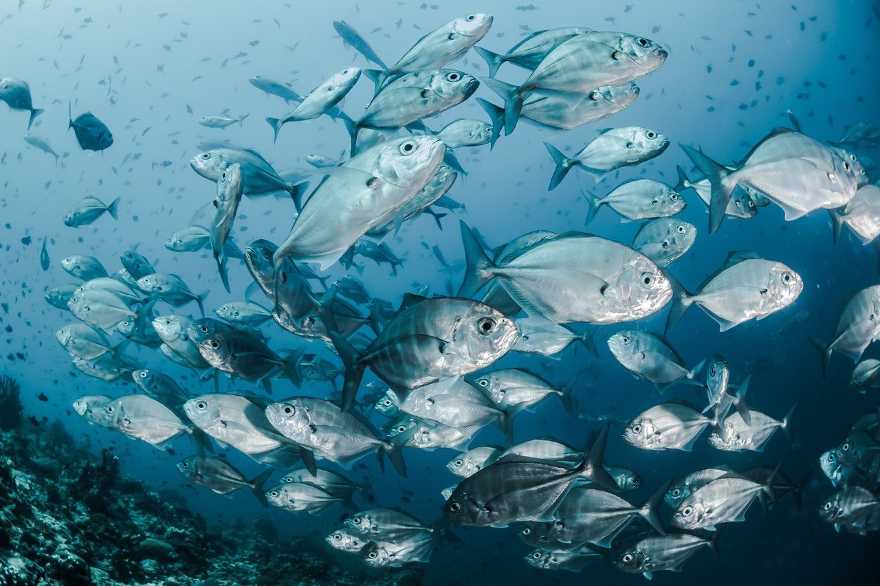 ビジネスをする上で大切な3つの視点 虫の目 鳥の目 魚の目 りょう Note